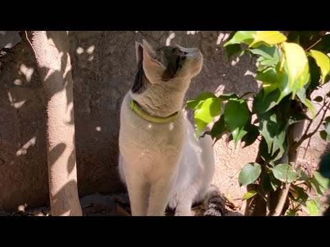 In the memory of my beautiful kitten SHAPANTU