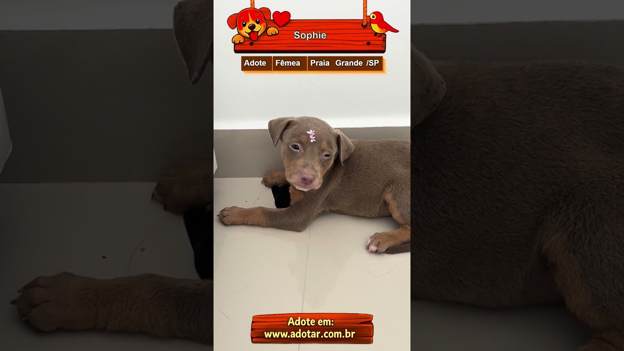 Cachorro raça SRD-ViraLata idade 2 a 6 meses nome Sophie