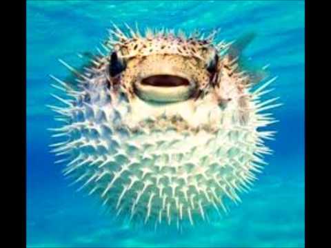 HENRY THE PUFFER FISH by CATHERINE PAVER