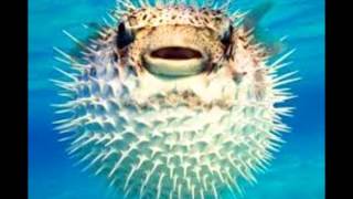 HENRY THE PUFFER FISH by CATHERINE PAVER