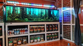 #351 Membuat Hardscape model hutan Di Aquarium 2 meter