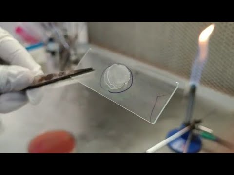 How to prepare a perfect bacterial smear ? |Microbiology | Smear|   #bacteriology #smear #bacteria