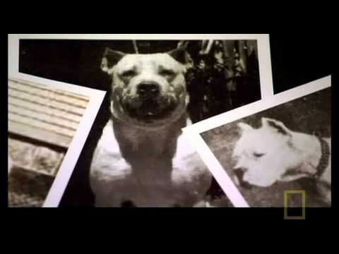 The Science behind the Dogo Argentino