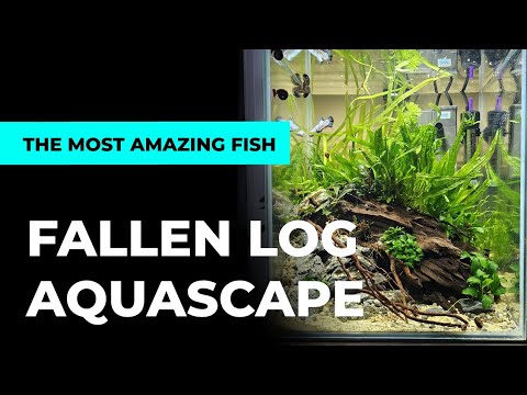 Fallen Log Aquascape Build Step by Step & THE MOST AMAZING FISH!