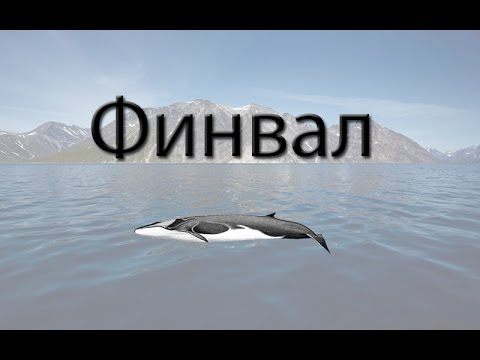 Русская Рыбалка 3.99 Финвал