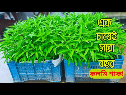 বাসার ছাদে কলমি শাক চাষ পদ্ধতি । এক চাষেই সারা বছর । Water Spinach Cultivationon on Rooftop। Shak