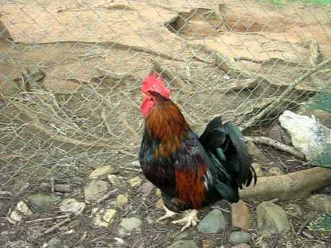 STRUTTING ROOSTER