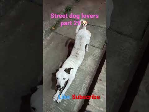 Street dog lovers part 29🐶 #shorts #short #dog