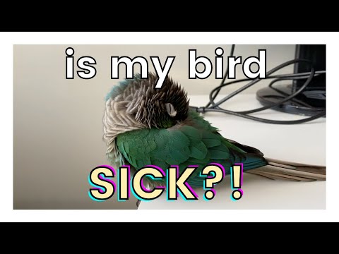 YouTube video about: Why does my bird poop in his water?
