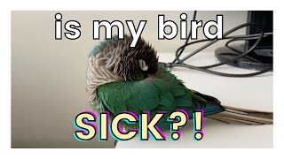 HOW TO TELL OR KNOW IF YOUR BIRD IS SICK | Signs Your Bird is Sick