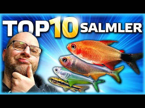 10 Salmler für Dein Aquarium