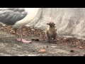 Dad Feeding Baby Gull