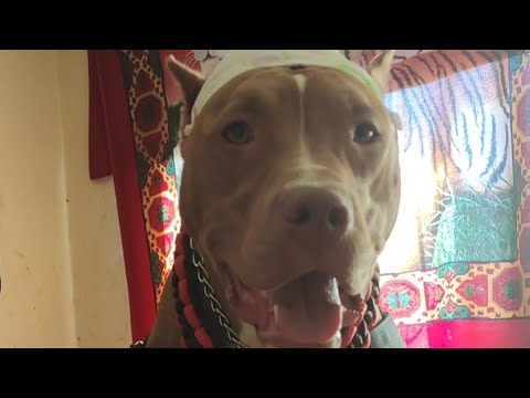 Atenea en su primer año de vida🥰 #pitbull #cumpleaños #perro #dog #fyp #youtube