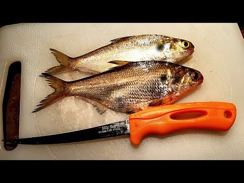 download lagu mp3 mp4 Shad Fish Recipe, download lagu Shad Fish Recipe gratis, unduh video klip Shad Fish Recipe