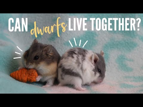 Can DWARF hamsters live together?
