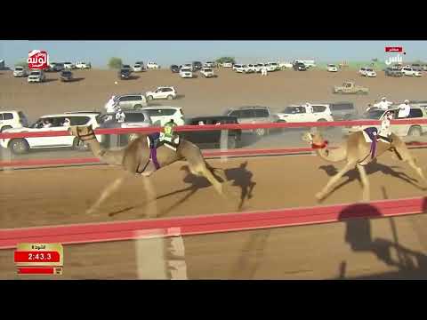 ش 8 (النايد) لـ محمد علي بن عبيد سعيد الخاطري 3:04:45 ، شارة العقود 2026/05/24 السوان