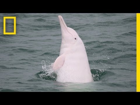 download lagu mp3 mp4 Pink Whale, download lagu Pink Whale gratis, unduh video klip Pink Whale