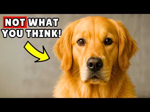 Golden Retrievers: 22 Must-Know Facts (The Good & The Bad!)