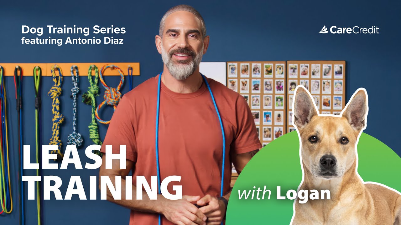 CCWellU-Video-Leash Training