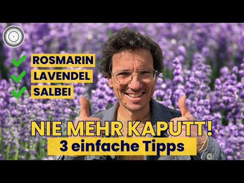 Successfully through the winter! Rosemary, sage, lavender and co.