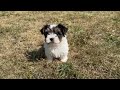 Mixed Breed dogs for sale: Dottie - Video 1