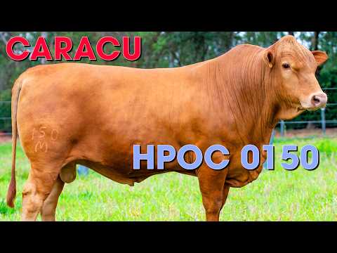HPOC 0150 - TOURO CARACU