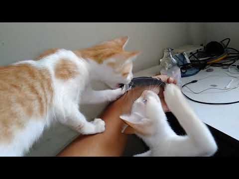 Ticling feather kittens