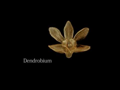 3D Flower Imaging