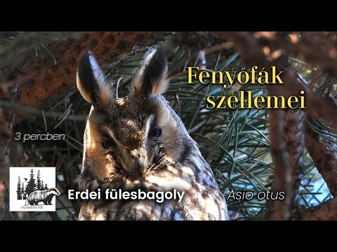 Erdei fülesbagoly