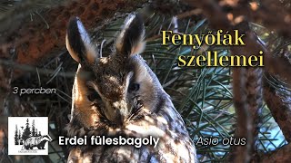 Erdei fülesbagoly – fajismertető videó