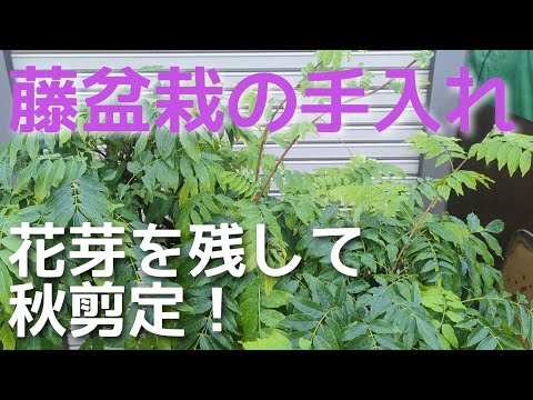ひげの花の切り方:お手入れ方法 植物