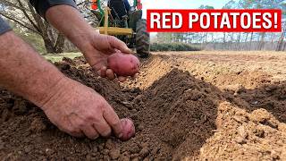 Planting Red Potatoes for a Big Harvest | Step‑by‑Step Garden Guide
