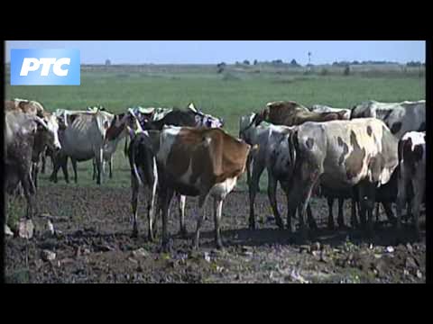 Nauka u selu - Stočarstvo, lokomotiva poljoprivrede: Primeri iz ravnice