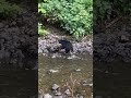 Black bear in the process of passing multiple parasites