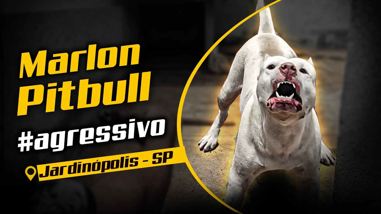 INÍCIO DA JORNADA: COMO LEVAMOS MARLON PITBULL PARA O CANTADEIRO'S KENNEL