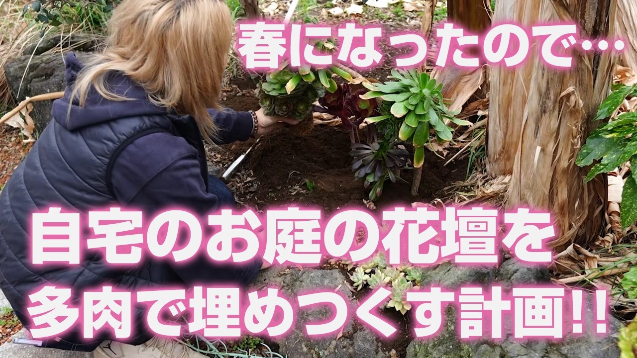【多肉植物】春になったので…自宅のお庭の花壇を多肉で埋めつくす計画!!【succulent】トロピカルガーデン