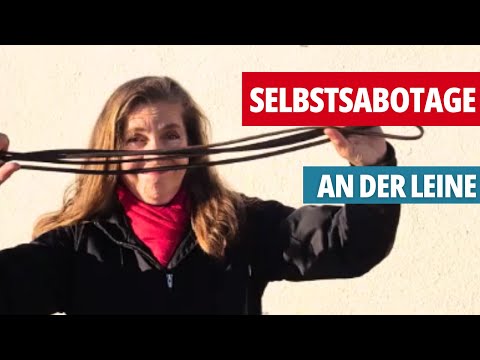 #8 trainingstipp: falsches leinenhandling verleitet hund zum ziehen