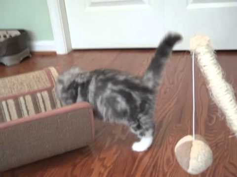 Kaerik RagaMuffin Kittens