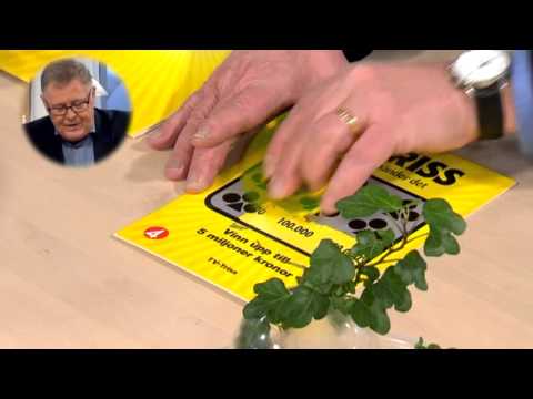 Trisskrapet: "En kvarts miljon på en måndagsmorgon!" - Nyhetsmorgon (TV4)