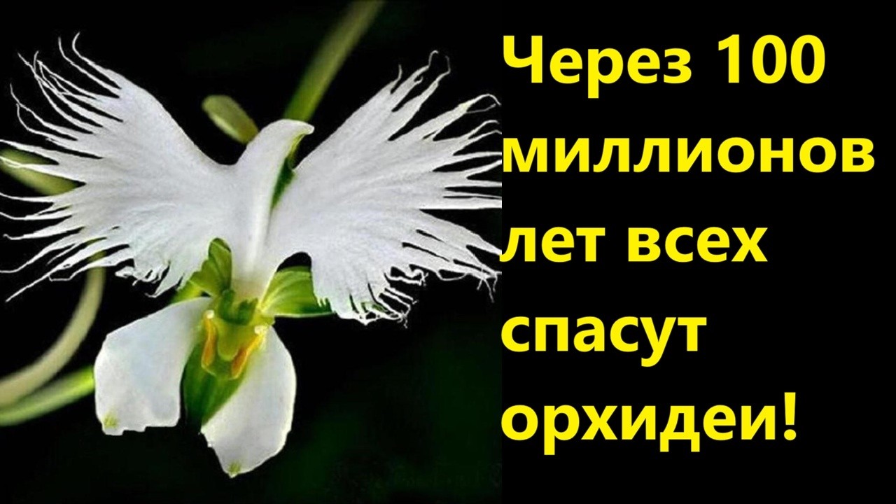 Через 100 миллионов лет всех спасут орхидеи!