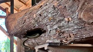 the shocking drama-filled sawing process at the sawmill
