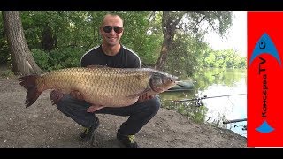 Рыбалка сазан на горох
