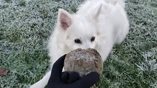 2020/12/28 Frozen Park in the morning in Vancouver【アメリカンエスキモードッグ/American Eskimo Dog】