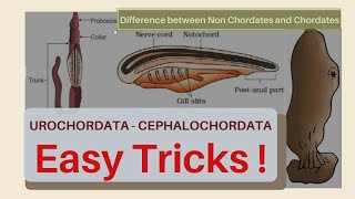 Animal kingdom | Lecture 7 | Phylum Hemichordata | Chordata | NCERT textbook | Chapter 4 | Class 11