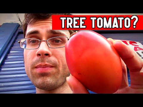 TAMARILLO - Tasting the "Tomato" That Grows From a TREE - Weird Fruit Explorer