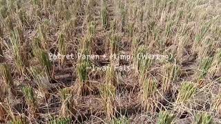 Download lagu Iwan Fals - Potret Panen   Mimpi (Wereng) || Vidio Lirik || tukangopie mp3