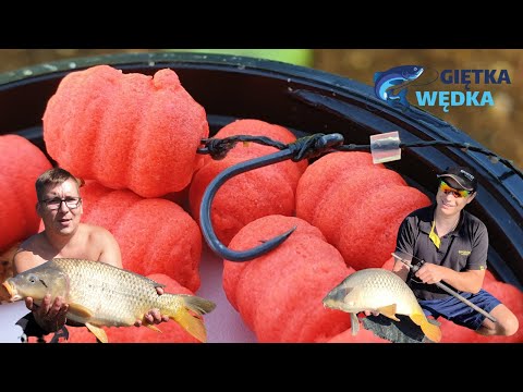 Karpie z karpiowej krainy