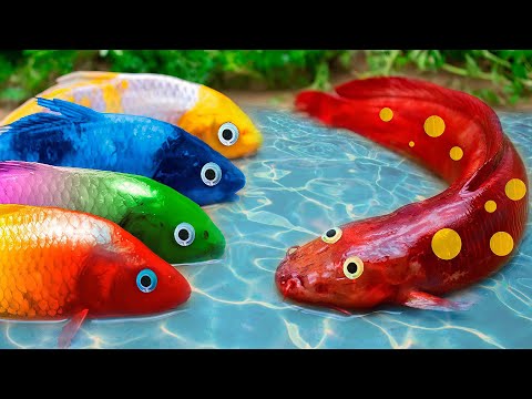 Stop Motion ASMR Red Koi Fishing Eels In The Mud Hole Lucky To Find Treasure - Primitive cooking