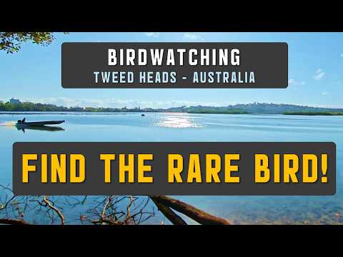 Find the Rare Bird! Birdwatching, Tweed Heads, Australia