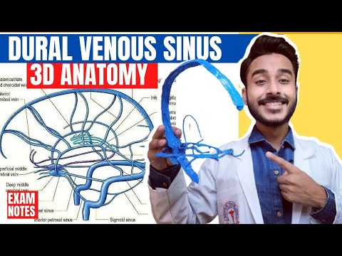 Dural Venous Sinuses Anatomy 3D | venous sinuses of brain | anatomy of dural venous sinuses